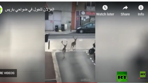 غزلان.PNG