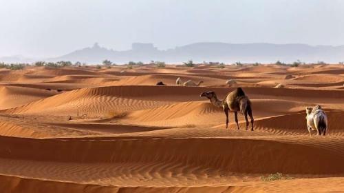 أصول العتبان وش يرجعون- العتبان ويكيبيديا 2022