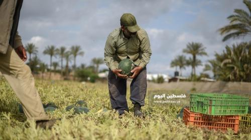 قطف البطيخ في غزة