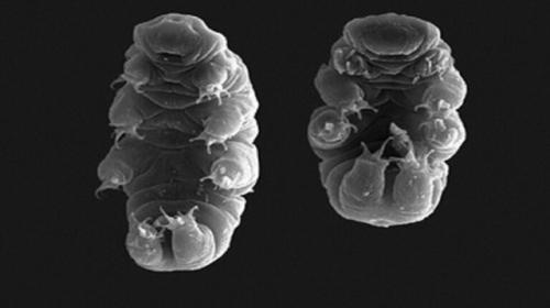 Ramazzottius varieornatus