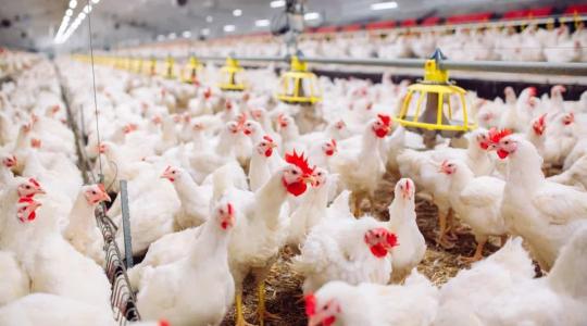 نقابة الدواجن تصدر قرارًا هامًا بغزة بشأن توريد الدجاج
