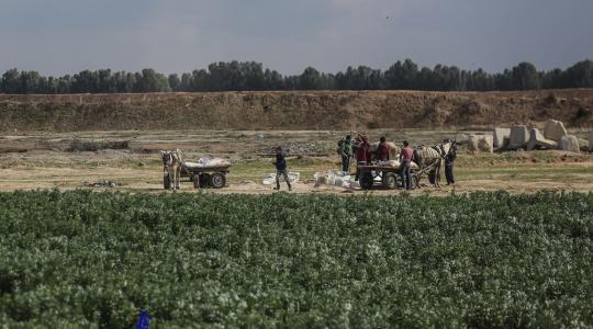 زراعة غزة تدعو المزارعين والصيادين المتضررين من العدوان الإبلاغ عن الخسائر