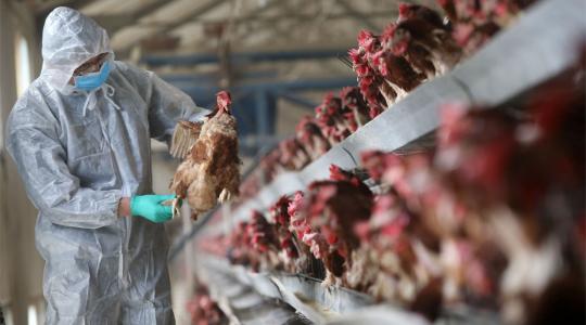 تسجيل إصابة بشرية بإنفلونزا الطيور في الصين