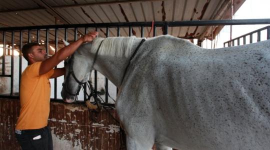 الحصار الإسرائيلي يفاقم معاناة مربي الخيول في قطاع غزة
