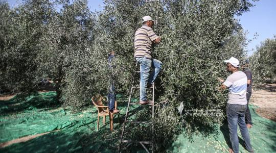 مستوطنون يسرقون ثمار الزيتون في سبسطية