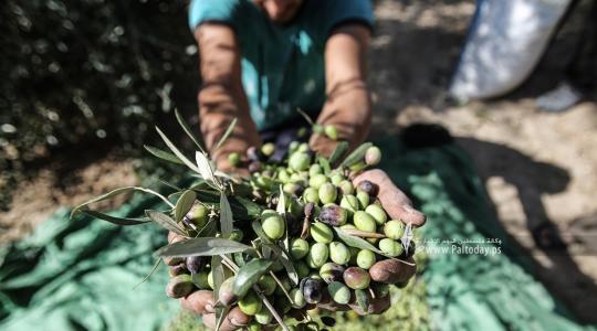 قطف ثمار الزيتون في قطاع غزة (9).JPG