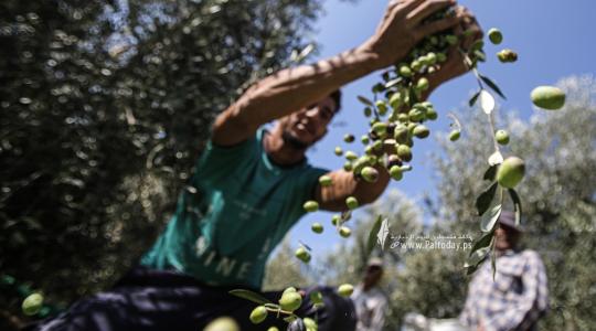 قطف ثمار الزيتون في قطاع غزة (8).JPG