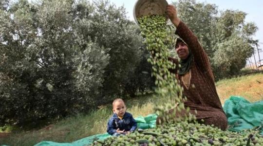 فلسطين تُعلن رسمياً عن موعد بدء قطف الزيتون 2022