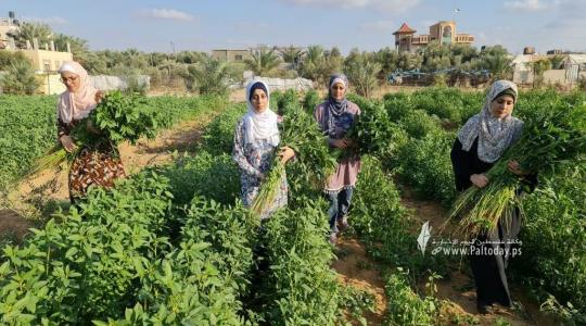 فتيات من غزة يُقمن مشروع زراعي تحدياً للبطالة (3).jpeg