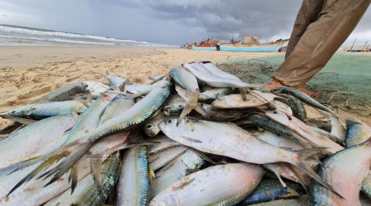 صيد الأسماك في غزة
