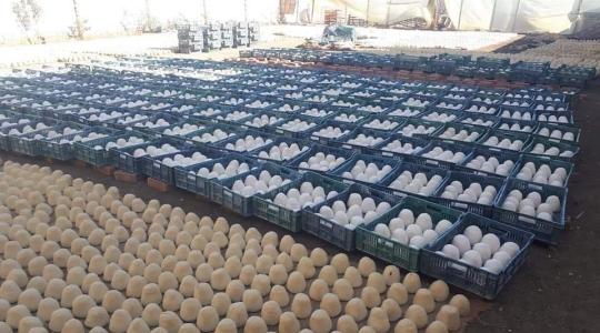 ينتج بمعجون الحوائط.. ضبط مصنع ينتج أجبان فاسدة في مصر