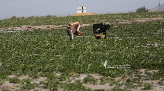 مزارعو غزة يفتتحون موسم الفراولة (3).JPG