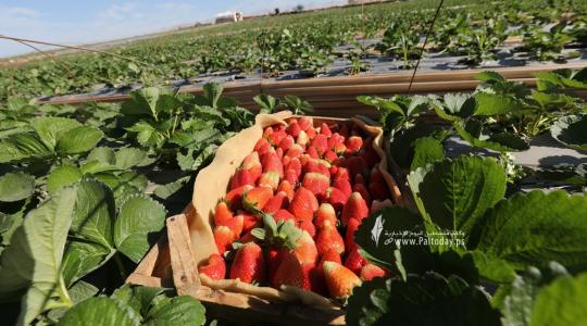 مزارعو غزة يفتتحون موسم الفراولة (8).JPG
