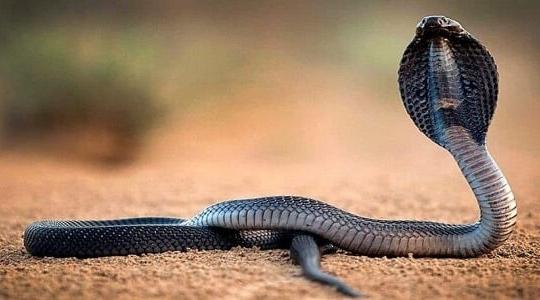 تعرف على  تفسير منام الأفعى والحية في الحلم للرجل والعزباء والمتزوج والحامل ابن سيرين