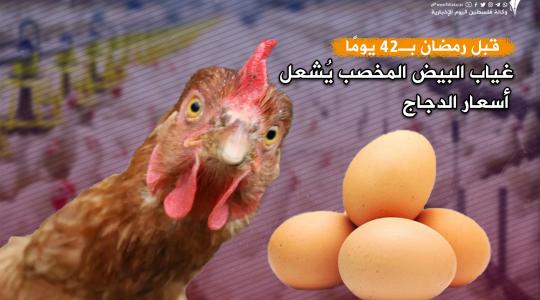 تقرير البيض.jpg