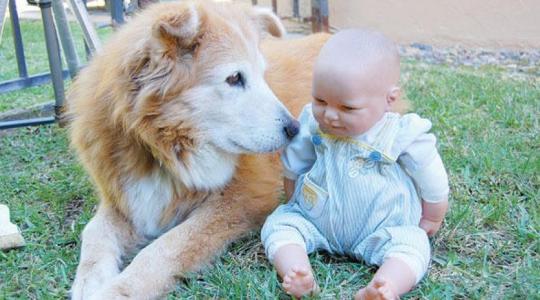 طفل وكلب.