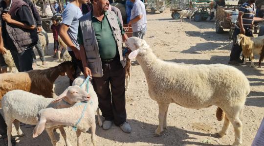 كم سعر الأضحية في فلسطين 2022.. كم سعر الأضحية في غزة 2022