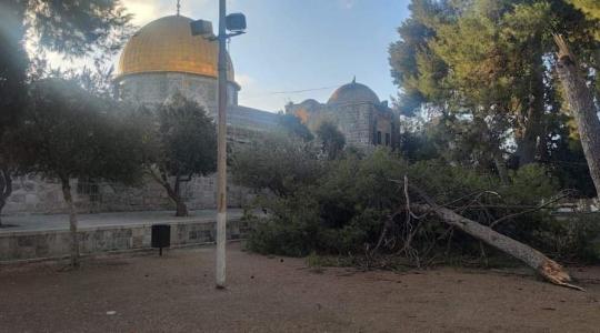 سقوط احد اشجار المسجد الاقصى1.jpg