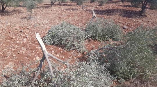 الاحتلال يخطر بإزالة 30 ألف شجرة في طوباس