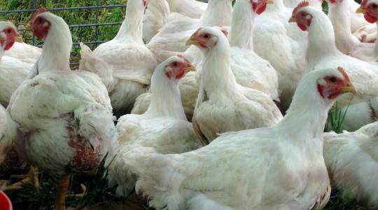 كيف ستكون أسعار الدجاج خلال شهر رمضان 2023؟