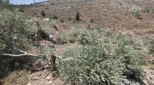 الاحتلال يعتقل مئات أشجار الزيتون في بلدة قراوة بسلفيت