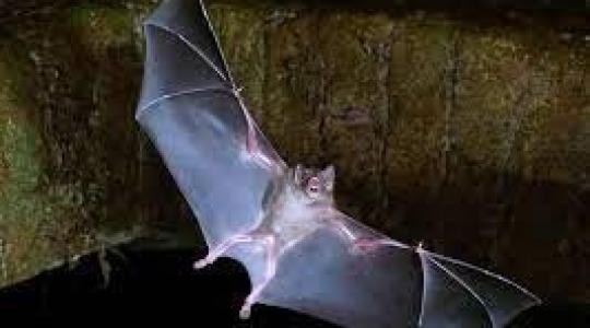 اكتشاف فيروس جديد كامن في الخفافيش!