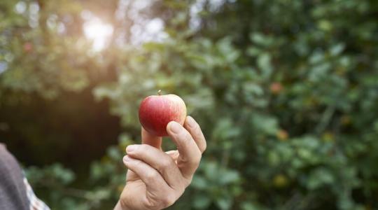 كيف يمكن لتناول تفاحة يوميا حمايتنا من "أكبر قاتل في العالم؟