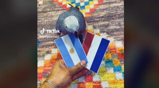 الببغاء بندا.png