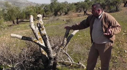 جيش الاحتلال يقتلع مئات الأشجار في بيت لحم
