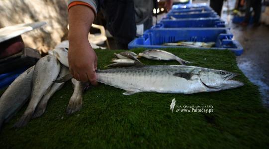 اصطياد سمك من بحر غزة- ارشيف