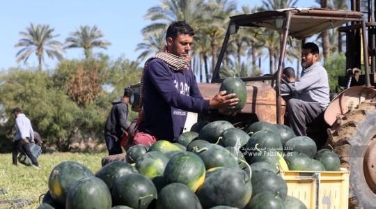 موسم قطف البطيخ في قطاع غزة (6).jpg