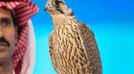 صقر سعودي