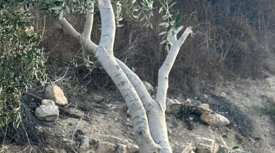 اعتداء المستوطنين (4).jpeg