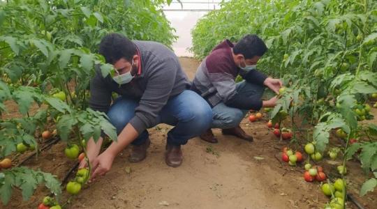 انخفاض كميات انتاج المحاصيل الزراعية في غزة بسبب الحر وتقليص البرودة