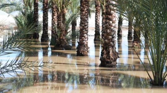 صور من منطقة وادي السلقا شرق دير البلح