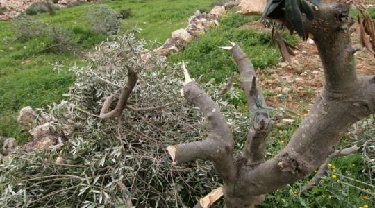 مستوطنون يقتلعون أشجار زيتون في خانيونس