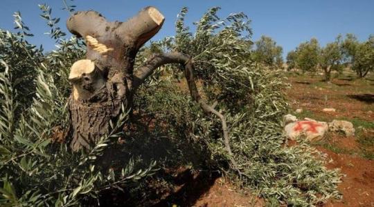 قطع الاحتلال اشجار زيتون في الضفة