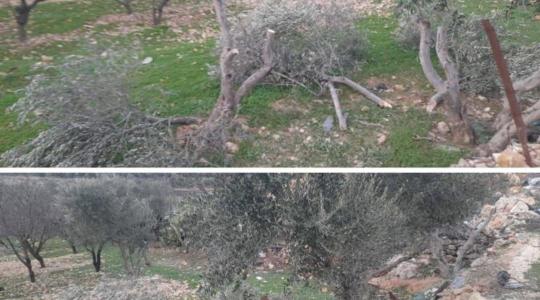 مستوطنون يعتدون على أشجار الزيتون في بيت لحم