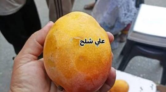 المانجا