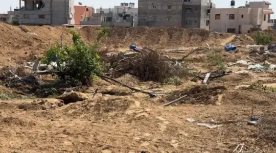 زيتون غزة تحت الركام