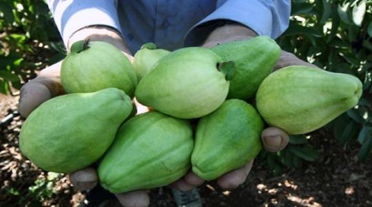 الجوافة