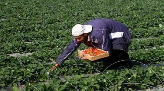 palestinetoday-الزراعة-في-غزة1