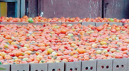 سيتم تصدير الطماطم عبر كرم أبو سالم