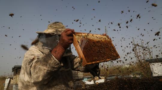 جني العسل صورة ارشيفية