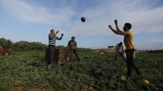 ثمار البطيخ شرق غزة