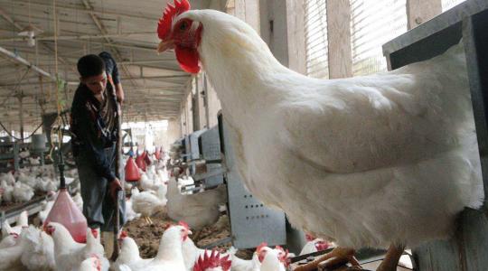 مزارع دجاج في قطاع غزة