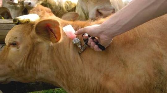 تلقيح ضد فايروس الحمى القلاعية للابقار