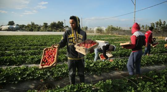 فراولة من حقول غزة