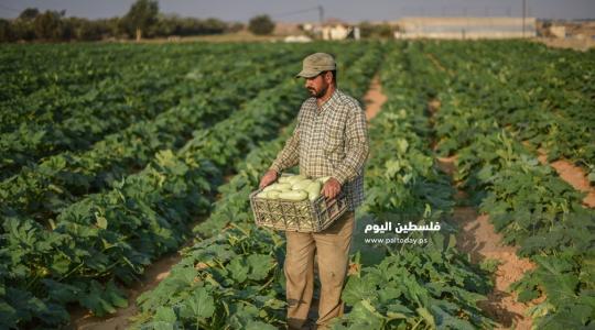 مزارعو غزة (ارشيف)