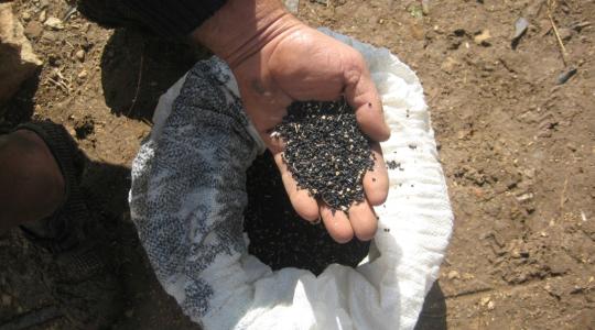 بذور